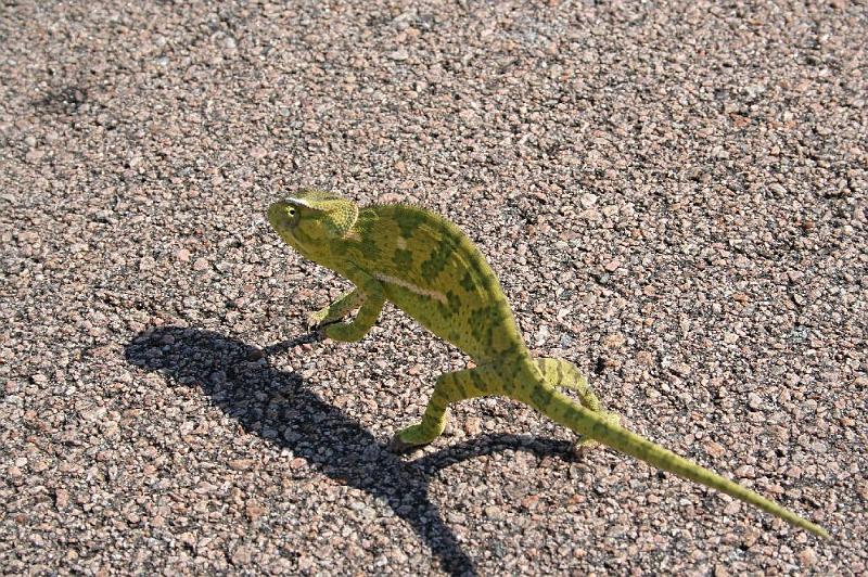 sambiaA003.jpg - Chamäleon