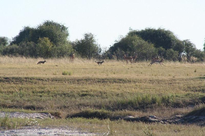 sambiaC012.jpg - 2 Schakale versuchen Impalas zu jagen