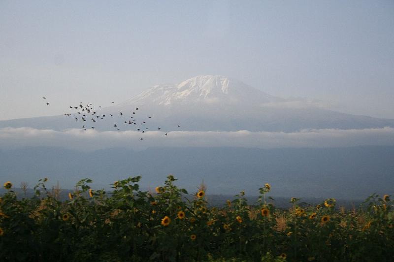 tansA013C.jpg - beeindruckender Anblick - der Kilimanjaro