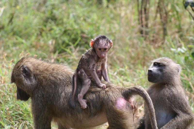 tansB001B.jpg - Mr. Spock (Pavian - erst ein paar Tage alt)