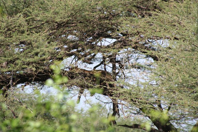 tansB003.jpg - hier - versteckt in einem schattigen Baum