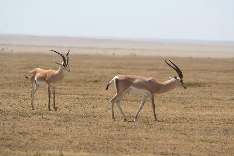 tansC002.jpg - Grant Gazelles