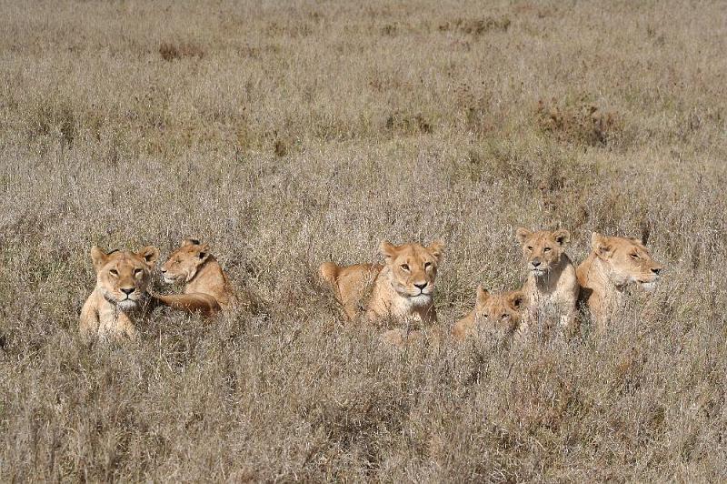 tansC004.jpg - schon nach 20 Min. das erste Löwenrudel