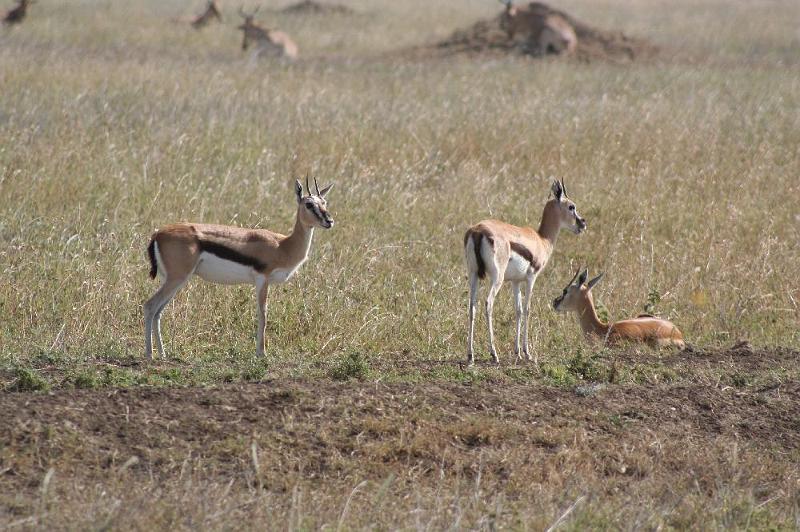 tansC005.jpg - die in der Serengeti häufig anzutreffenden Thompson Gazellen