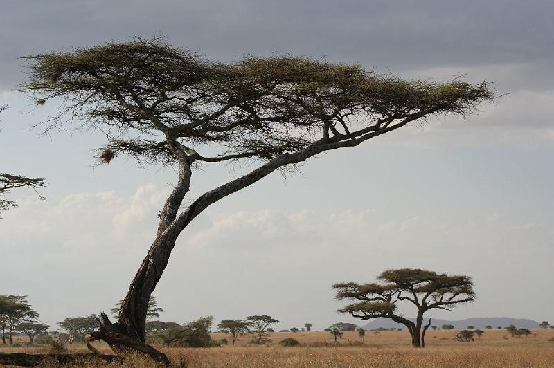 tansC006.jpg - Fächerakazien in der Serengeti