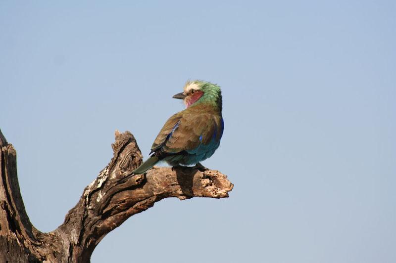 tansC007.jpg - schöner kleiner Piepmatz