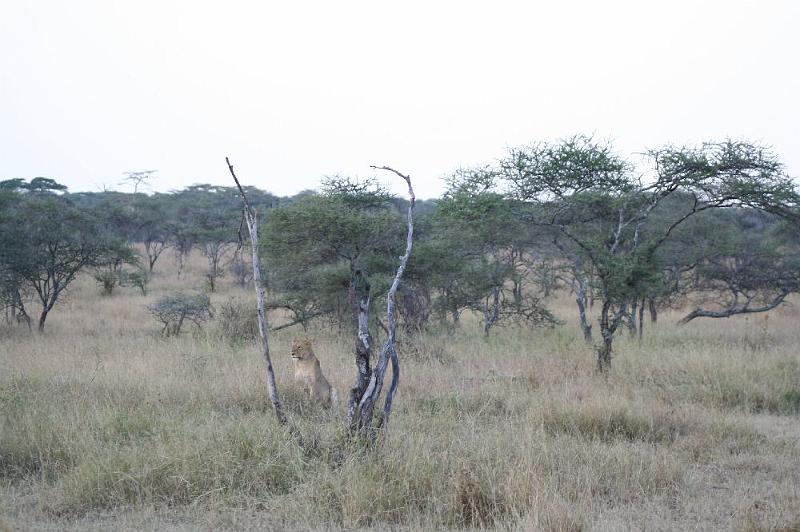 tansC008.jpg - Löwin hält Ausschau nach Beute