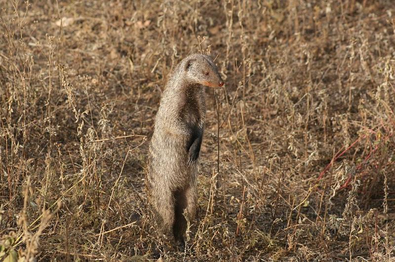 tansC010.jpg - Streifenmanguste