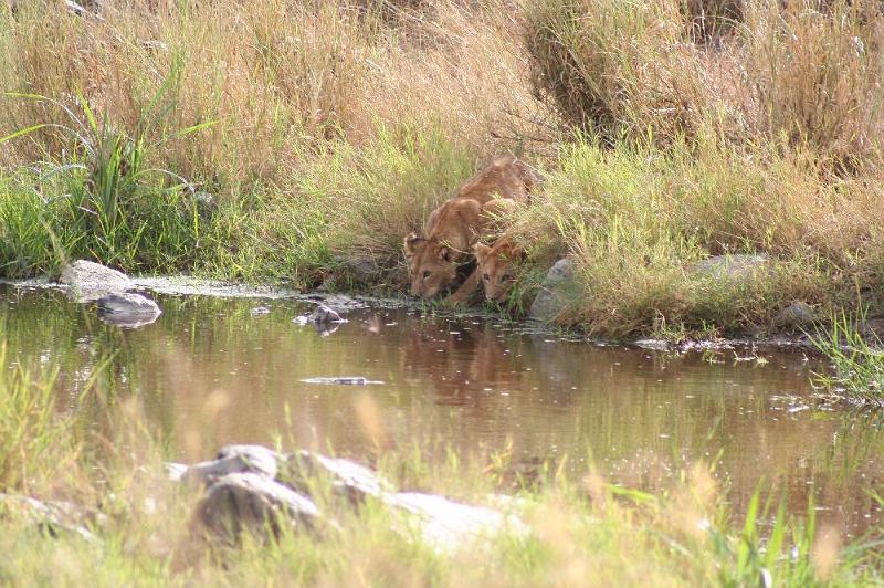 tansC012.jpg - 2 junge Löwen beim Trinken