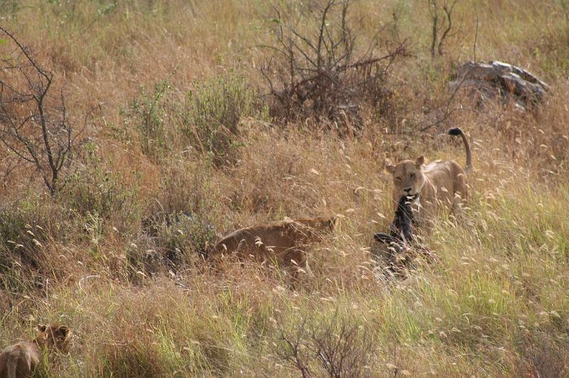 tansC013.jpg - Löwin mit Beute