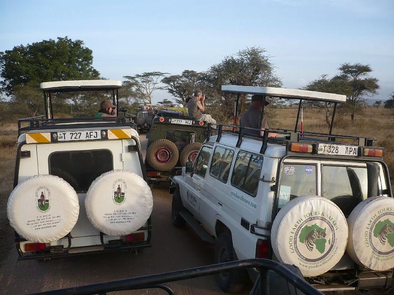 tansC017B.jpg - Gepardenstau