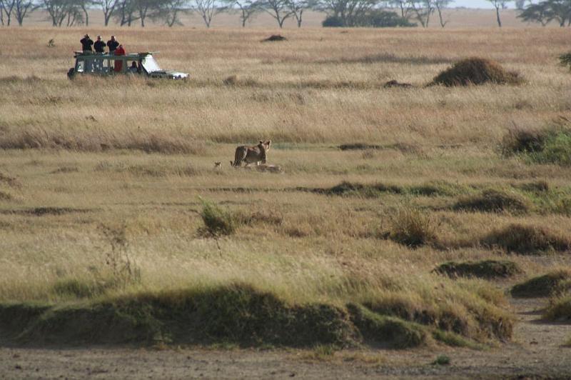 tansC020.jpg - Löwensichtung