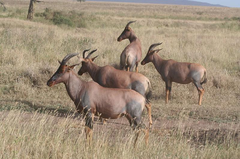 tansC021.jpg - Topis