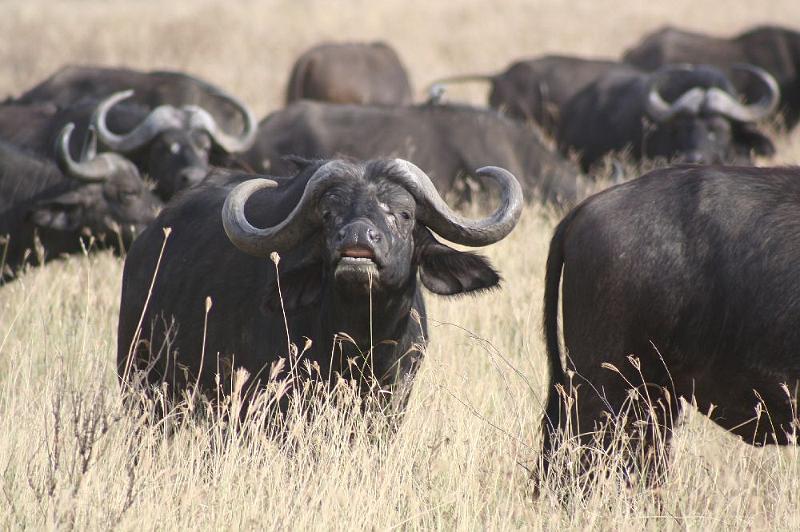 tansC022.jpg - Büffelherde