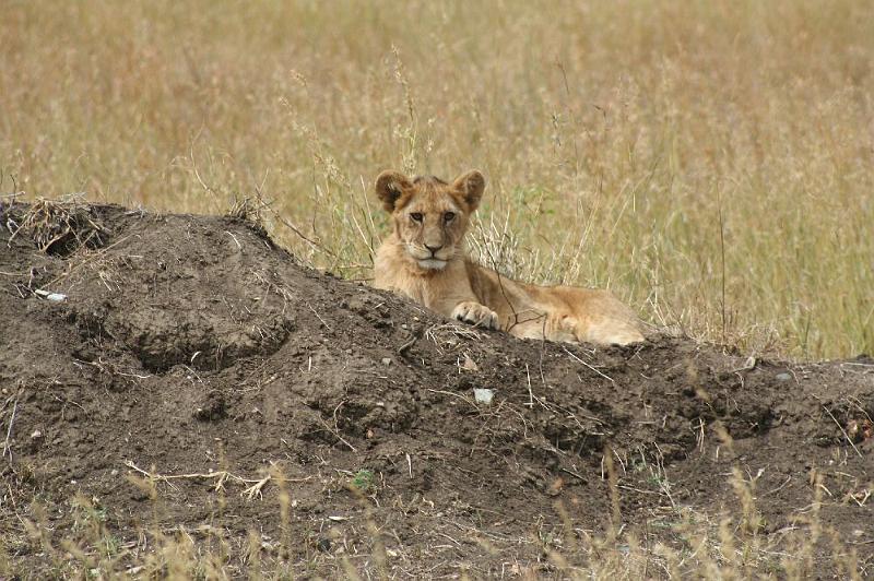 tansC023.jpg - neugieriger kleiner Löwe