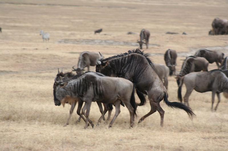 tansD004.jpg - gerade ist Paarungszeit
