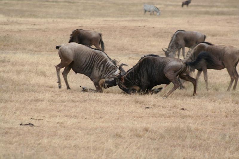 tansD005.jpg - da gibt es heftige Kämpfe um die Weibchen