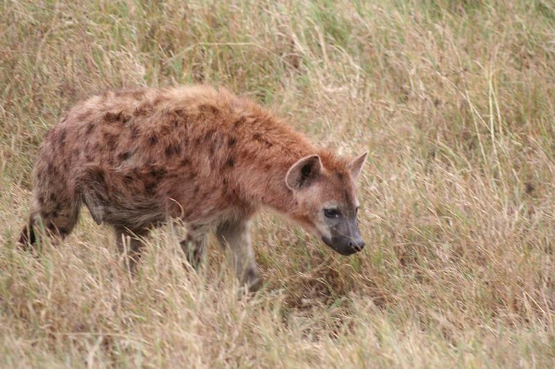 tansD007.jpg - und die nächste Tüpfelhyäne!