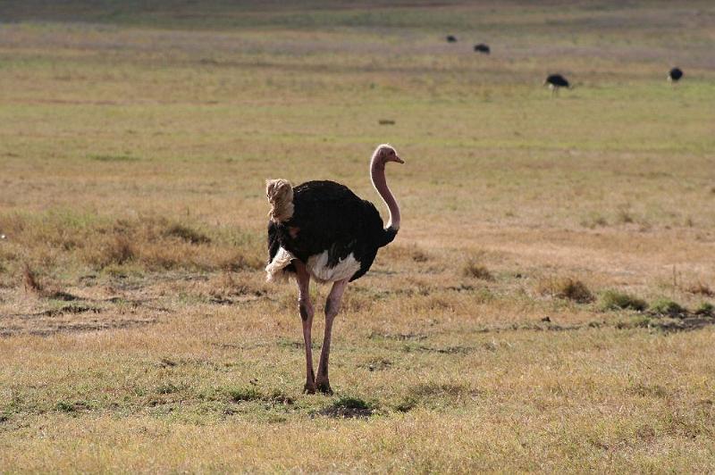 tansD008.jpg - ein männlicher Vogel Strauß