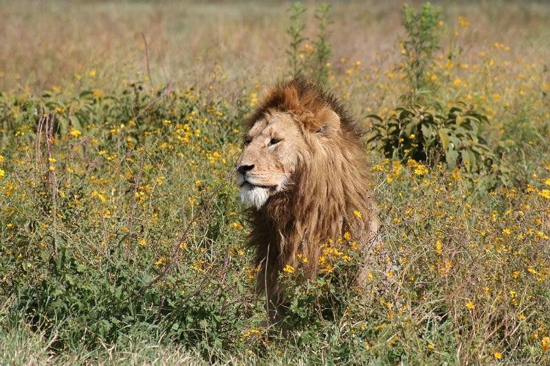 tansD010.jpg - stolzes Löwenmännchen