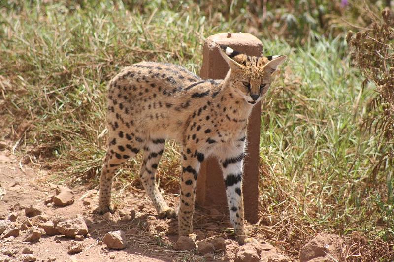 tansD014.jpg - und wir sehen sogar noch eine Zweite - so ein Glück!